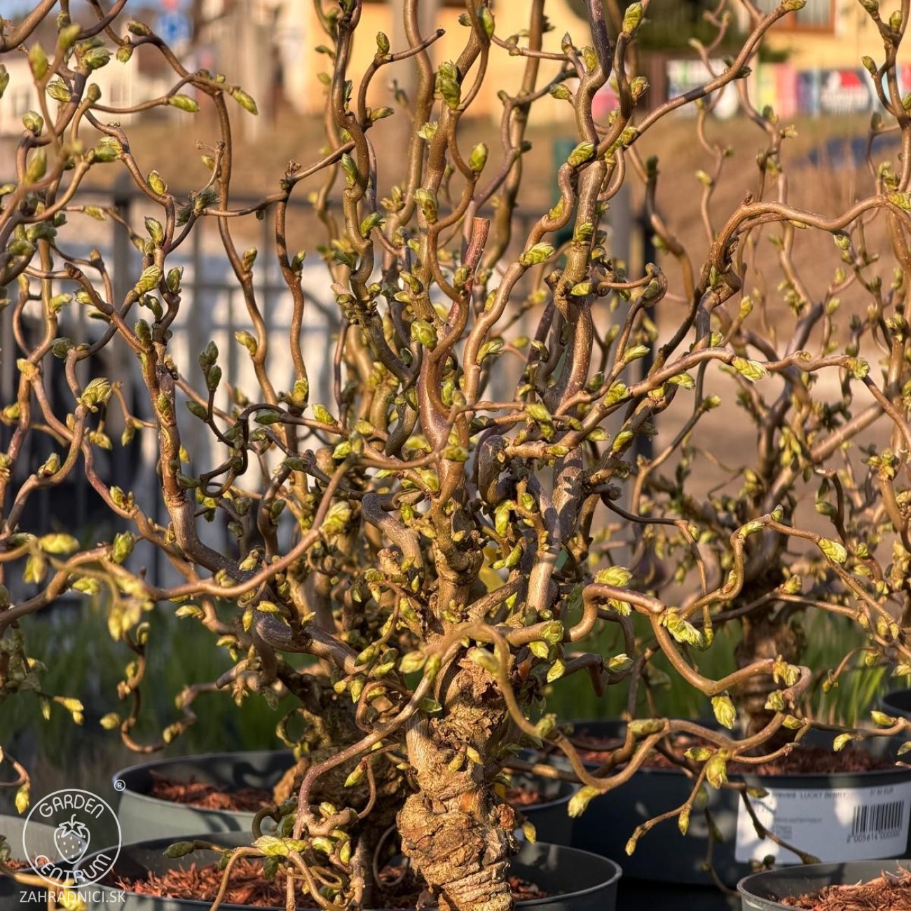 Obrázok Lieska obyčajná (Corylus avellana contorta) ´MEDUSA´ - výška 60-80 cm, kont.C5L